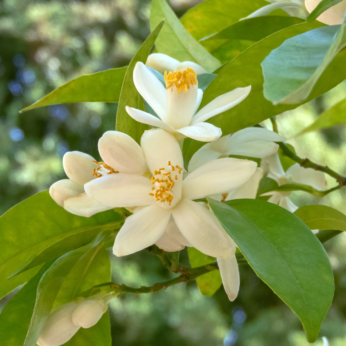 Neroli white flowers with yellow centers on a green leafy branch